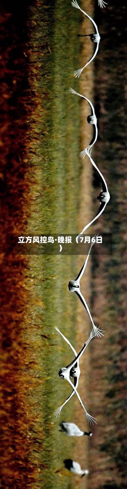 立方风控鸟·晚报（7月6日）-第3张图片