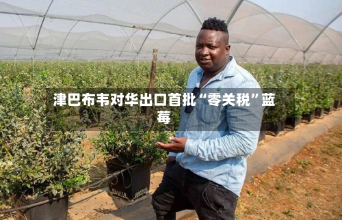 津巴布韦对华出口首批“零关税	”蓝莓-第2张图片