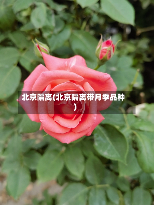 北京隔离(北京隔离带月季品种)-第2张图片