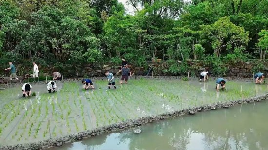 阿里管理层集体下田插秧团建，吴泳铭、周靖人等现身